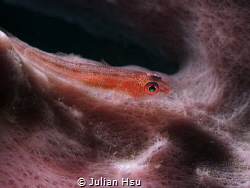 Goby on Pink Sponge
@Tulamben by Julian Hsu 